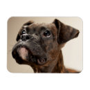 Search for looking up magnets Dog
