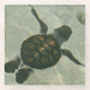 Search for baby turtle barware Nautical