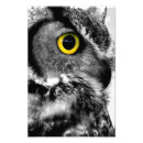 Search for great horned Birds