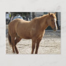 Search for horse postcards Farm animal