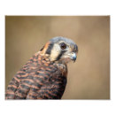 Search for kestrel art Birdwatching