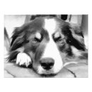 Search for collie pet posters Animal