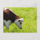 Search for grazing cows postcards Agriculture