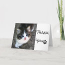 Search for stray cards Kitten