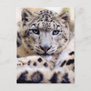 Search for leopard portrait postcards Cat