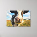 Search for dairy cow canvas prints Rural scene