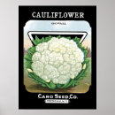 Search for cauliflower posters Vegetable