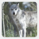 Search for wolf portrait stickers Mammal