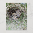 Search for burrow postcards Cute