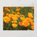 Search for rob postcards Flower