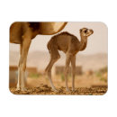 Search for camel magnets Wildlife