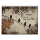 Search for crows photography Corvidae