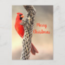 Search for male christmas cards Animal