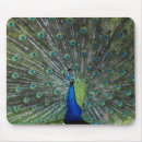 Search for tail feather mousepads Feathers