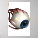 Search for eye posters Front