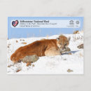 Search for concolor postcards Usa