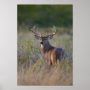 Search for odocoileus posters Buck