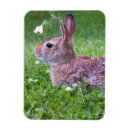 Search for mammals magnets Photography