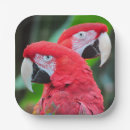 Search for parrot plates Bird