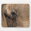 Search for east africa electronics Wildlife