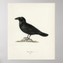 Search for corvids posters Halloween