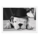 Search for bulldog lovers posters Puppy