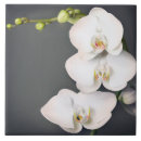 Search for orchidee White