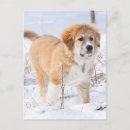 Search for great pyrenees dog postcards Winter