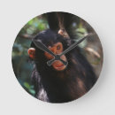 Search for chimpanzees clocks Common chimpanzee