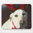 Search for dog humour electronics Labrador retriever