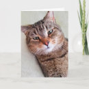Search for lot cards Cute