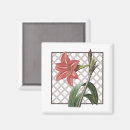 Search for amaryllis magnets Nature