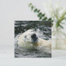 Search for bear head postcards Arctic