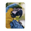 Search for profile magnets Portrait