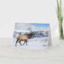 Search for elk in snow postcards Darrell gulin