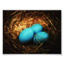 Search for robins egg blue art Eggs
