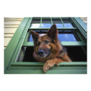 Search for companion art Canine