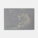 Search for shadow photography Cats