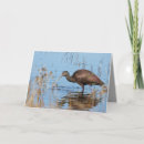 Search for beak cards invites Water