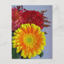 Search for red gerbera Dahlia