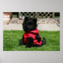 Search for pomeranian puppy posters Black