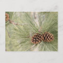 Search for pine cones postcards Trees