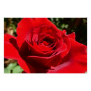 Search for bright flowers posters Nature
