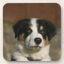 Search for bob coasters 12 weeks