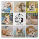 Search for memory pet supplies Photo collage