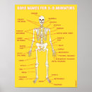 Search for anatomy chart posters Skeleton