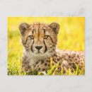 Search for cheetah postcards Zoo