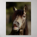 Search for buckskin horse posters Breed