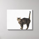 Search for male canvas prints Animal