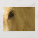 Search for forelock Equine